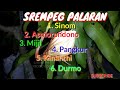 SREPEG PALARAN SINOM, DANDANGGULO, ASMORONDONO, PANGKUR FULL