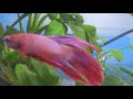 Helping my betta overcome ammonia burns or a fungal infections
