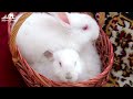 Baby Animals 4K - The Magical, Lovely, Fun World Of Baby Animals Around Us with Relaxing Music