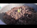 Tuto jardinage : comment planter un rhododendron