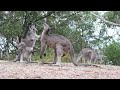 Angry male kangaroo bullies mother and joey baby