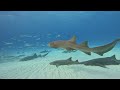 Shark Diving in Bimini - Hammerheads