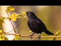 صوت الشحرور للصيد(٤ أصوات) - صوت دمج مميز Commun Black Bird Hunting Sound Mix #blackbird #hunting