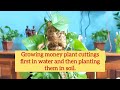 27.Money plant growing trick by using moss stick|#growmoneyplantbushy|DIY easy moss stick #gardening