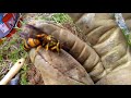 Southern Yellow Jacket Nest Removal.