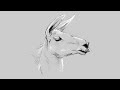 Digital Art Showcase: Creating a #llama #drawing on #ipad with Procreate