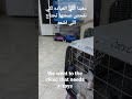 قطه مشرده homeless cat3