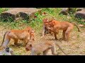 They are happy in their habitat. macaco. macaque. best monkey video. primates. bandar ki video. wild