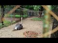 Visiting Bangladesh National Zoo Pt.2 || বাংলাদেশ জাতীয় চিড়িয়াখানা মিরপুর || Vlog