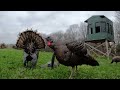 35 Turkey Head Shots In 5 Minutes | Bow edition |