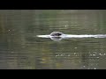 Eurasian Otter Watching in Wales, UK | Mother & Cubs