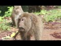 Jungle 4K - A Forest Scenic Cinema