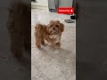 Puppy to full grown Maltipoo. From 2 weeks to 8 months old cute puppy transformation