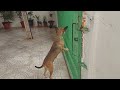 Quando a mãe chega é uma festa #gatos #pets #pinscher