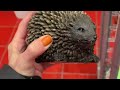 The Golden Hedgehog: A Rub n Buff Tutorial