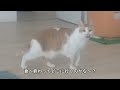 【2371,2372日目】コタツでお昼寝にゃ～な猫【かわいい・面白い】～The growth record of my cute cat, Nike day 2371,2372