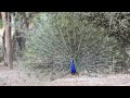 Peacock dancing...a monsoon call !!