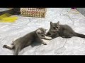 Best Funny Dogs and Cats Videos😻🐶Funniest Animal videos 2024🤣Part 20