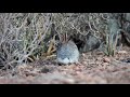 Rabbit near Terlingua and Big Bend National Park in Texas.