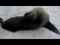 Galapagos Sea Lion, Playa de Los Chinos, San Cristobal, Galapagos, Ecuador