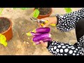 How To Grafting Eggplant Tree From Eggplant fruit With Aloe Vera, growing eggplant tree many fruits