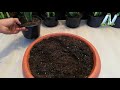 How to Propagate a Snake Plant very easy / Sansaveria