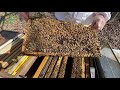 How to Split a Hive | Step-by-step tutorial from a Beekeeper [Beekeeping 201] - SPRING 2022