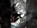 萌小猫,两熊一抱鼠|cute kitty,baby vs miezi kuschelbär😸