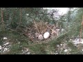 Mourning Dove and Mate Hatch Eggs