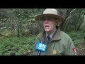 Hiker Killed by Falling Tree on Christmas Eve in Muir Woods