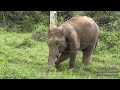 Wild Elephants By The Side Of The Road