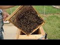 Checking 2023 Honeybee Splits for Queens Part 1