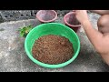 Summary of techniques for propagating jackfruit and guava trees using simple and effective branches