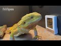 a day in the life of a bearded dragon owner (cleaning + feeding…etc.)