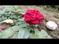 Wonderful Red Color of Pepita Roses