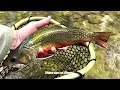 Fly Fishing for MY BIGGEST BROOK TROUT EVER!! (New PB)