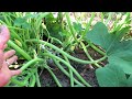 Squash & Zucchini: How to Prune or 'Not', Brown Tip Fruit, Managing the Vine Borer, Squash Bug Eggs