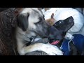Grat Dane puppy 9 weeks old playing with Kangal puppies 9 months old.