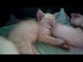 Adorable Cats : You Won't Believe Their Reactions | cats | pets | cuteness