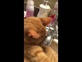 Sink kitty