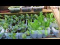 Cold Frame for growing plants