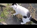 cat vs beetle