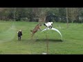 Chèvres en équilibre - goats balancing on a flexible steel ribbon