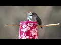 How To Make Hummingbird ENDLESS Water Fountain 🐦 BEST EVER Bird Bath Solar Powered TOTALLY PORTABLE