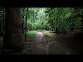 Relaxing Lush Forest Thunderstorm, Walking in the Rain ASMR, Nature Sounds for Sleep