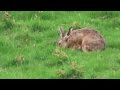 A Hare in Maulds Meaburn in Cumbria