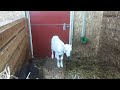A busy day for all the goats 🐐 Beautiful Sun and cool breezes make happy goats vlog 255