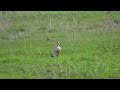 Kazarka egipska / gęsiówka egipska / gęś egipska / Egyptian goose / Alopochen aegyptiaca