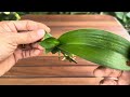 Magical Way to Make Orchids Instantly Grow Roots and Young Leaves