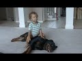 Rottweiler Scooby  wrestle with a baby